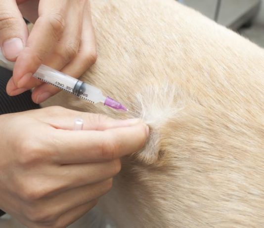 Veterinaria: i pericoli della parvovirosi Parvovirosi
