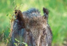 Piemonte: alla peggio, fare da soli Cinghiale