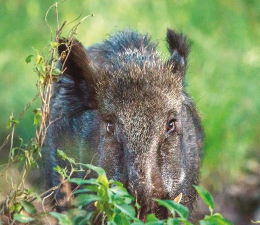 Piemonte: alla peggio, fare da soli Cinghiale