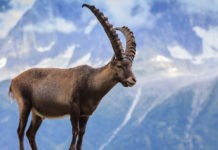 Convegno sullo stambecco a Bergamo convegno sullo stambecco