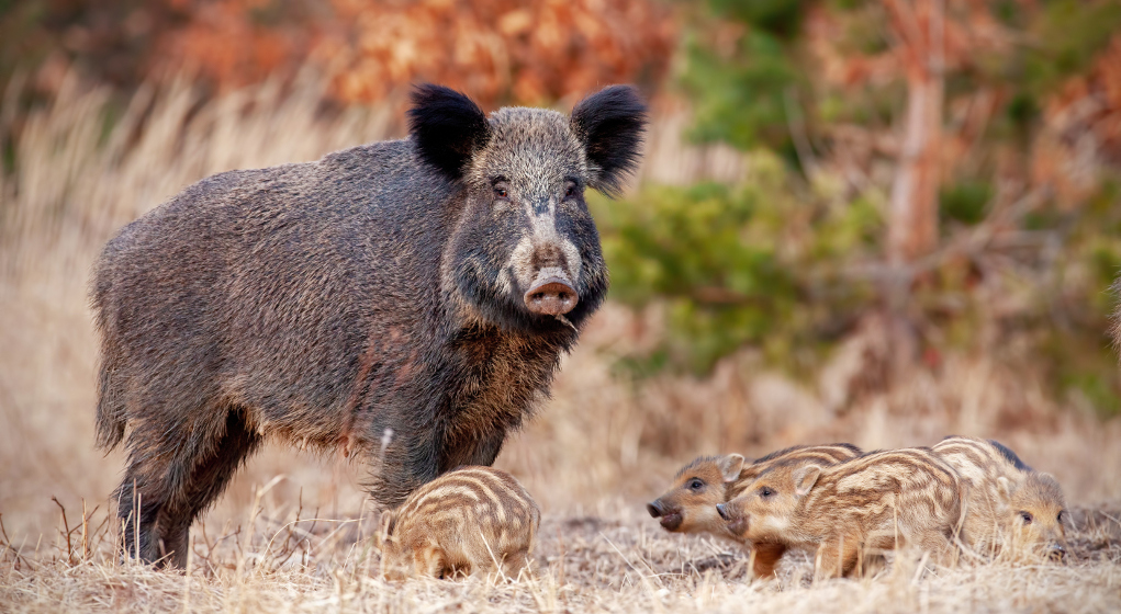 gestione del cinghiale, cinghiale con quattro piccoli nel bosco gestione del cinghiale, cinghiale con quattro piccoli nel bosco