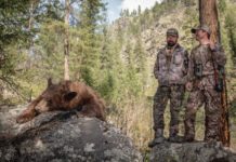Caccia all’orso nero in America Caccia all'orso nero
