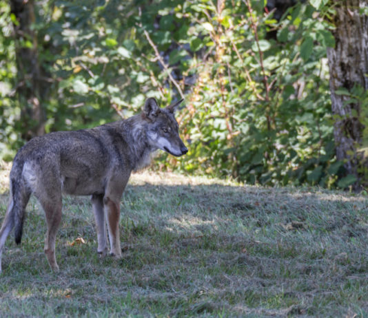 Gestione del lupo, Veneto: la proposta torna in commissione Gestione del lupo: lupo nella foresta