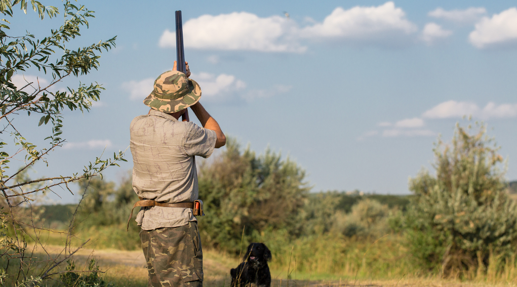 a caccia di fagiani con drathaar e spaniel a caccia di fagiani con drathaar e spaniel: assemblea nazionale federcaccia