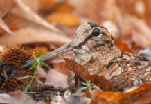 Caccia alla beccaccia e preapertura, Federcaccia Toscana e CCT ricorreranno al Consiglio di Stato caccia alla beccaccia in autunno