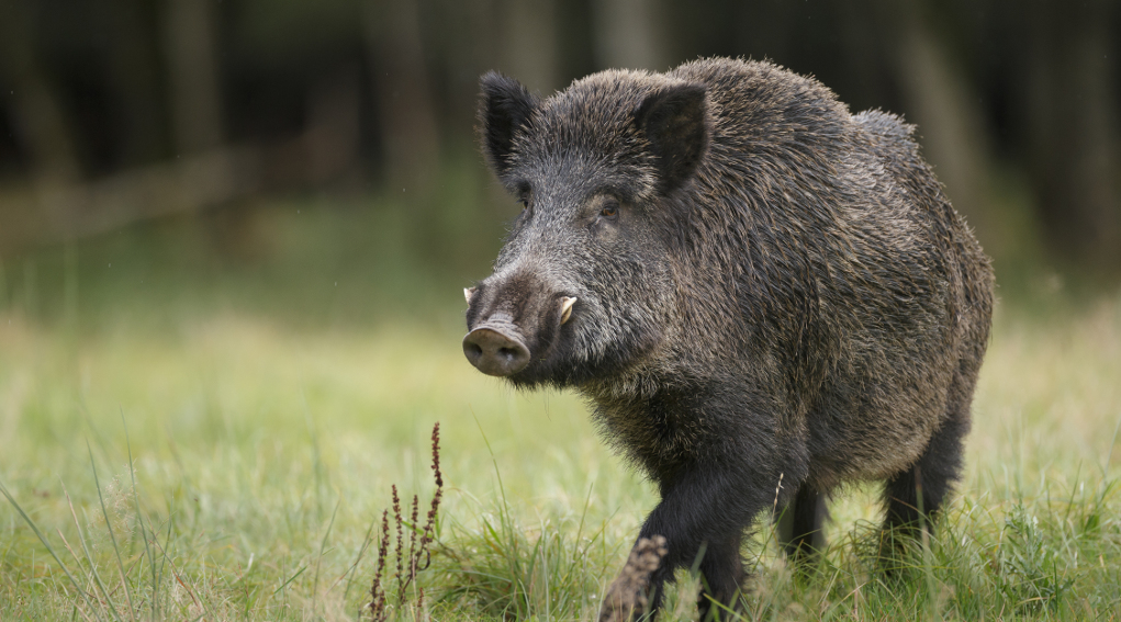 contenimento del cinghiale parma contenimento del cinghiale parma