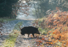 Legge sulla caccia, il governo apre a modifica per contenimento cinghiali cinghiale su sentiero nella foresta: modifica legge sulla caccia per contrastare proliferazione cinghiali