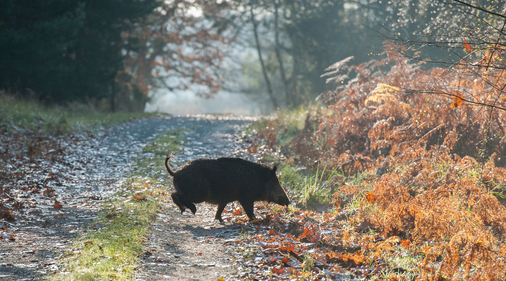modifica legge sulla caccia per contrastare proliferazione cinghiali cinghiale su sentiero nella foresta: modifica legge sulla caccia per contrastare proliferazione cinghiali