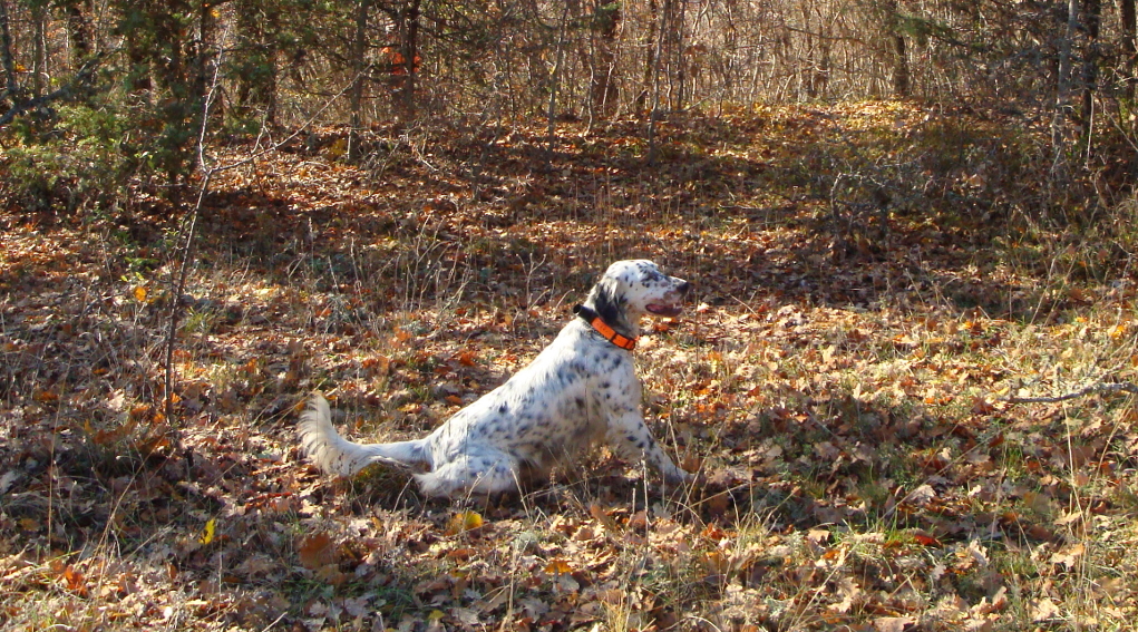 setter cane da montagna setter cane da montagna