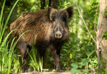 Gestione del cinghiale, Tar Lombardia sul piano di controllo di Brescia gestione del cinghiale: cinghiale nel bosco