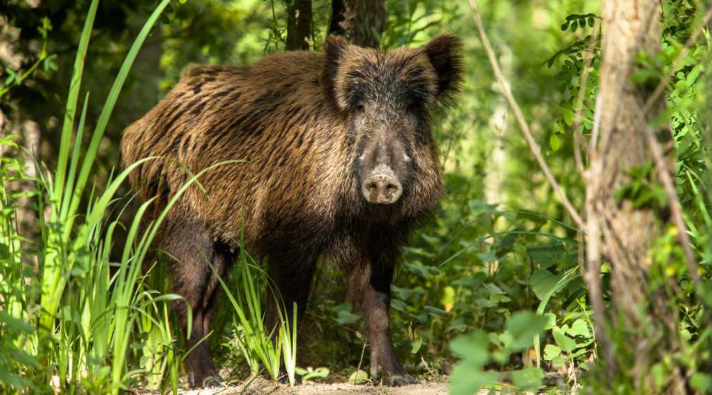 Gestione del cinghiale, Tar Lombardia sul piano di controllo di Brescia gestione del cinghiale: cinghiale nel bosco