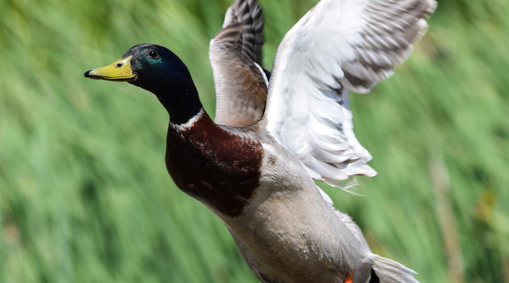 Sentieri di Caccia maggio 2019 germano in volo Sentieri di Caccia maggio 2019 germano in volo