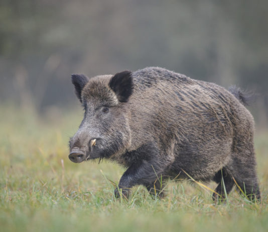 Piano lupo e braccata al cinghiale, l’interrogazione del Pd braccata al cinghiale piano lupo