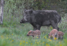 Caccia di selezione al cinghiale, la posizione di Coldiretti Torino caccia di selezione al cinghiale