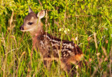 Tutela della fauna, il vademecum dell’Associazione cacciatori veneti piccolo di capriolo, tutela della fauna