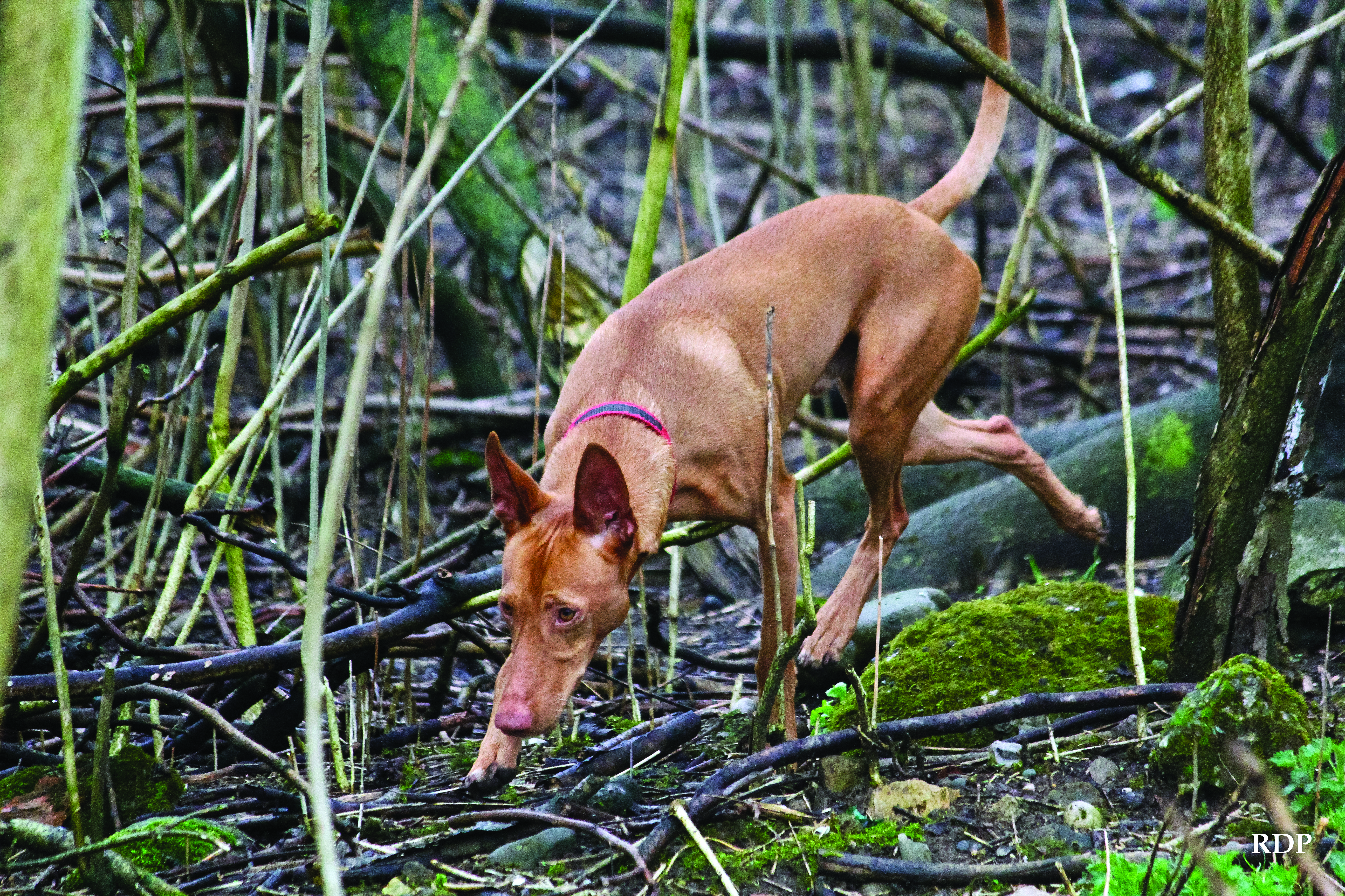 Cirneco Cirneco