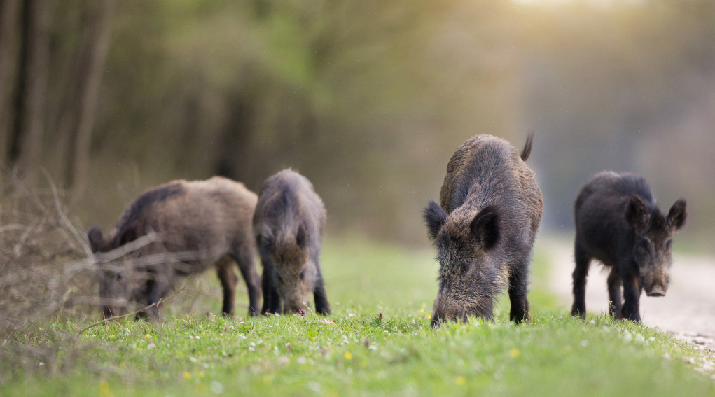 Braccata al cinghiale, Arcicaccia interviene sulla sentenza del Tar della Toscana Braccata al cinghiale, Arcicaccia interviene sulla sentenza del Tar della Toscana