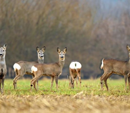 Capriolo: potenziale riproduttivo e di prelievo capriolo