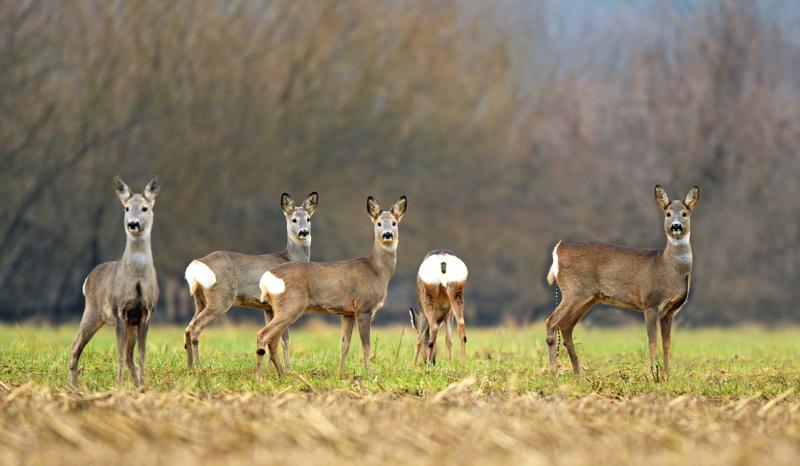 capriolo capriolo