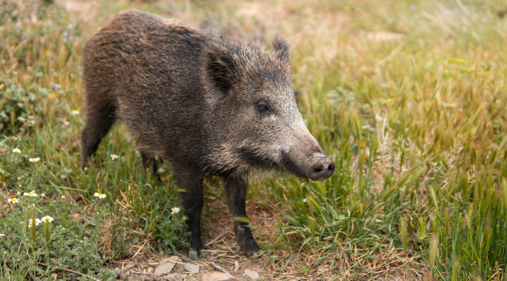 controllo del cinghiale campania controllo del cinghiale campania