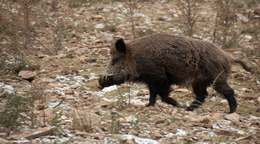 controllo faunistico cinghiale gallinella caccia village controllo faunistico cinghiale gallinella caccia village