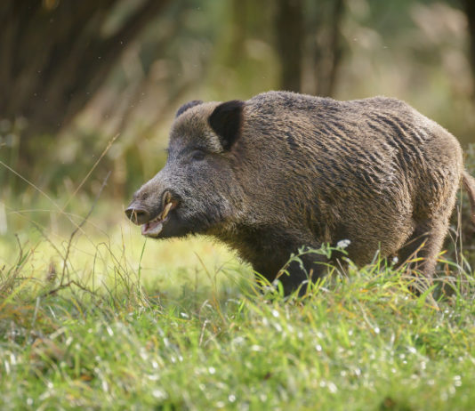 Gestione del cinghiale, sentenza del Tar della Toscana gestione del cinghiale controllo in braccata