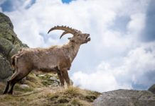 Gli stambecchi alpini e il riscaldamento globale stambecco