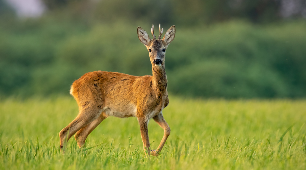 caccia di selezione al capriolo toscana caccia di selezione al capriolo toscana
