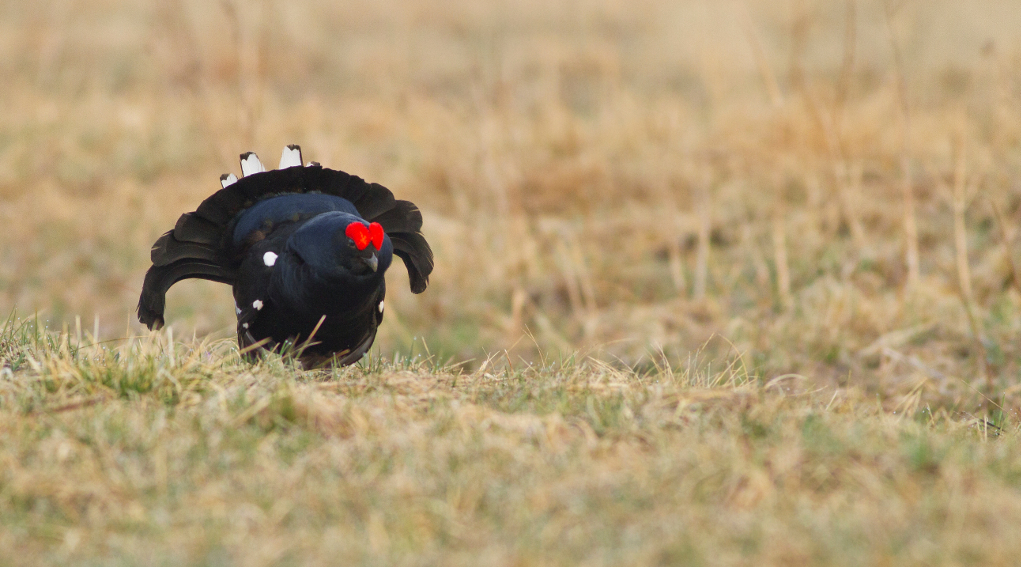 caccia in zona alpi, il gallo forcello è fauna tipica alpina caccia in zona alpi, il gallo forcello è fauna tipica alpina