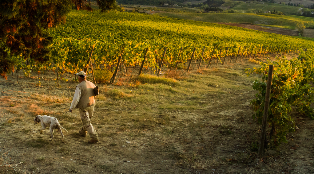 calendario venatorio della toscana la cct chiede convenzione con università calendario venatorio della toscana, cacciatore con cane davanti a vigne della val d'orcia