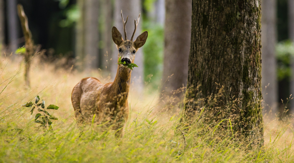capriolo nel bosco, copertina cacciare a palla luglio 2019 capriolo nel bosco, copertina cacciare a palla luglio 2019