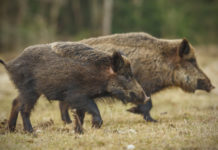 Caccia al cinghiale in Liguria, si valuta cambio periodo Caccia al cinghiale in Liguria: due cinghiali di profilo