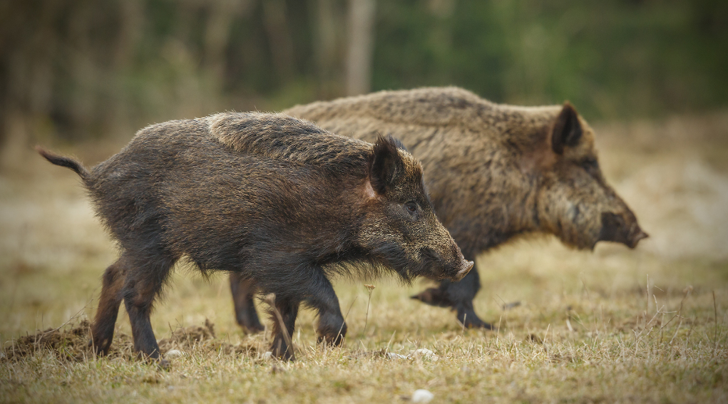 Caccia al cinghiale in Liguria, si valuta cambio periodo Caccia al cinghiale in Liguria: due cinghiali di profilo