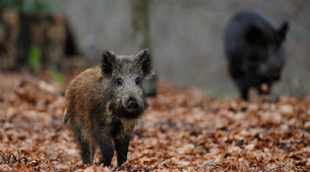 Caccia in tv ecco le novità di Sky nel mese di luglio cinghiale nel bosco: caccia in tv sky luglio 2019