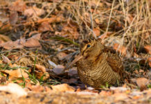 Calendario venatorio del Lazio: ecco le date beccaccia nel bosco: calendario venatorio del Lazio 2019 2020