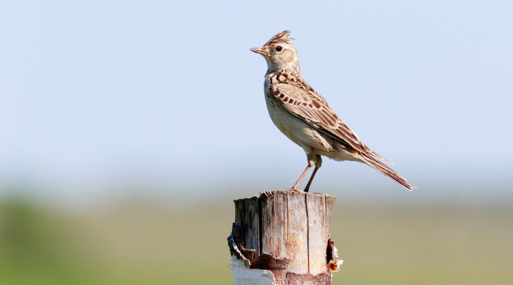 Specie cacciabili in Piemonte, la sentenza della Corte costituzionale Specie cacciabili in Piemonte: allodola su un tronco