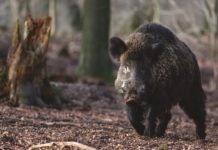 Adattamenti morfologici del cinghiale e degli altri ungulati adattamento cinghiale