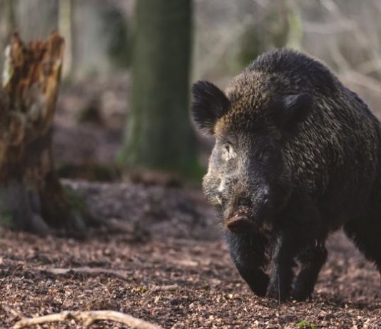 Adattamenti morfologici del cinghiale e degli altri ungulati adattamento cinghiale