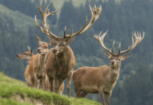 Approvato il calendario della caccia a cervo, daino e muflone in Toscana cinque cervi in collina: approvato il calendario della caccia a cervo, daino e muflone in Toscana