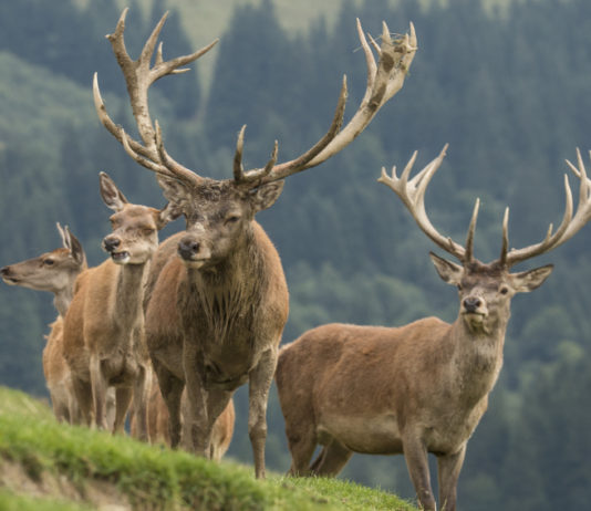 Approvato il calendario della caccia a cervo, daino e muflone in Toscana cinque cervi in collina: approvato il calendario della caccia a cervo, daino e muflone in Toscana