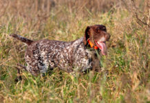 Collari acustici per cani, Federcaccia scrive a governo Collari acustici per cani: pointer