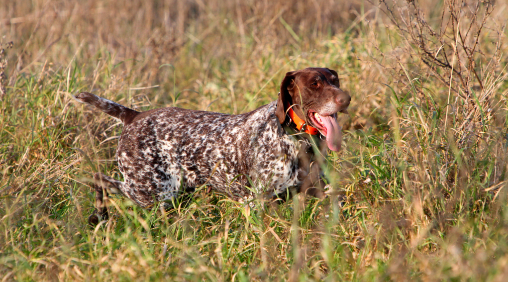 Collari acustici per cani, Federcaccia scrive a governo Collari acustici per cani: pointer
