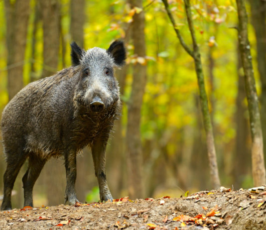 Contenimento del cinghiale: proposta nazionale dal Friuli Venezia Giulia Contenimento del cinghiale
