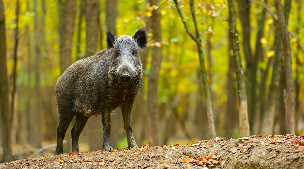 Contenimento del cinghiale proposta nazionale dal Friuli Venezia Giulia Contenimento del cinghiale