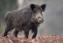 Pd Emilia Romagna presenta risoluzione sulla caccia al cinghiale in braccata Pd Emilia Romagna presenta risoluzione sulla caccia al cinghiale in braccata
