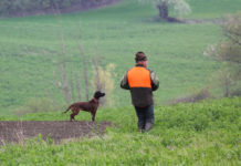 Prova di lavoro per cani da traccia nel fine settimana Prova di lavoro per cani da traccia