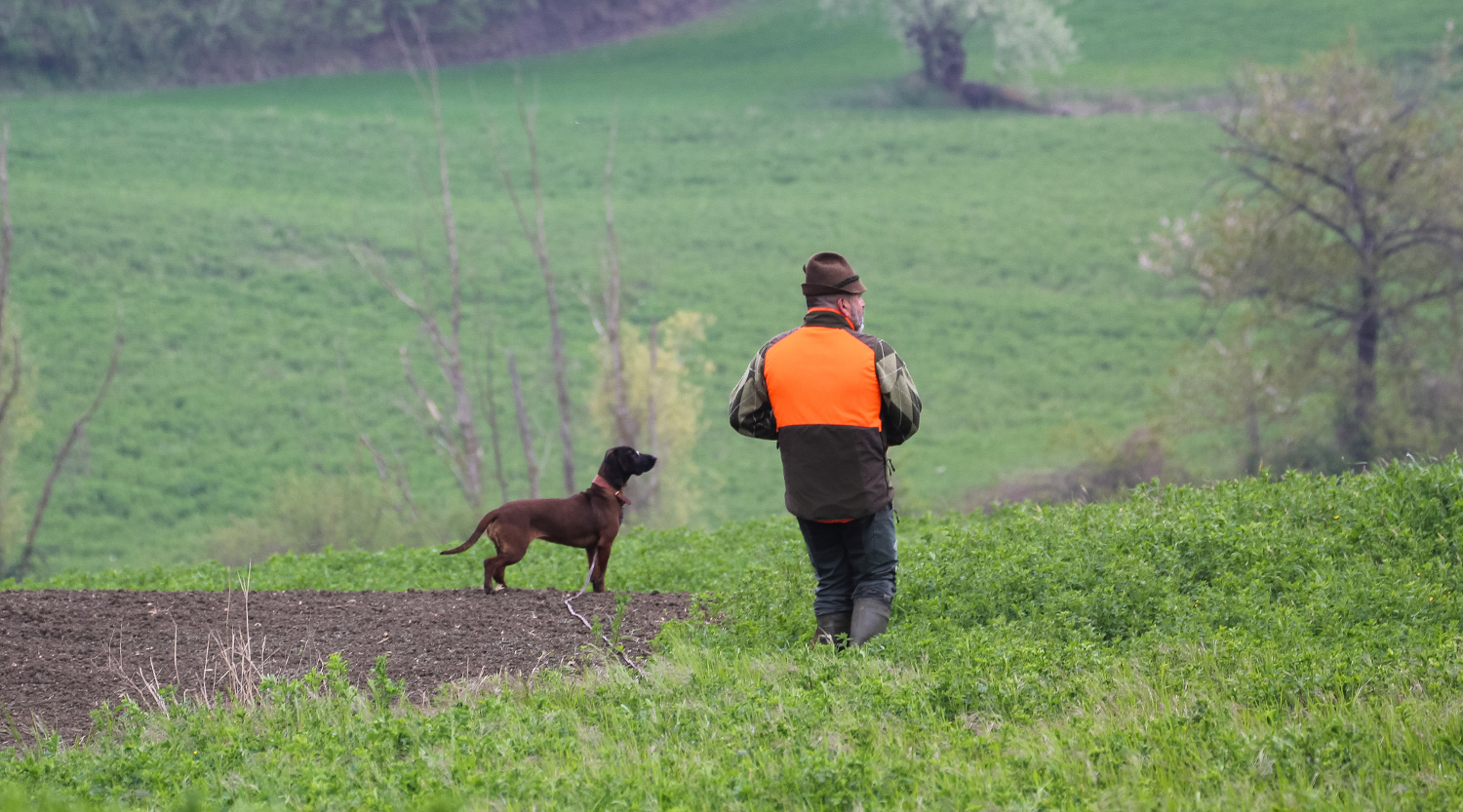 Prova di lavoro per cani da traccia nel fine settimana Prova di lavoro per cani da traccia