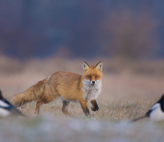 Controllo dei predatori e piccola selvaggina controllo dei predatori e piccola selvaggina