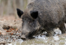 Zone di ripopolamento e cattura in provincia di Chieti, l’ordinanza del Consiglio di Stato Caccia di selezione nelle zone di ripopolamento e cattura,: cinghiale nel fango
