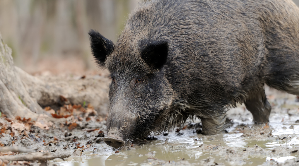 Caccia di selezione nelle zone di ripopolamento e cattura, l’ordinanza del Consiglio di Stato Caccia di selezione nelle zone di ripopolamento e cattura,: cinghiale nel fango